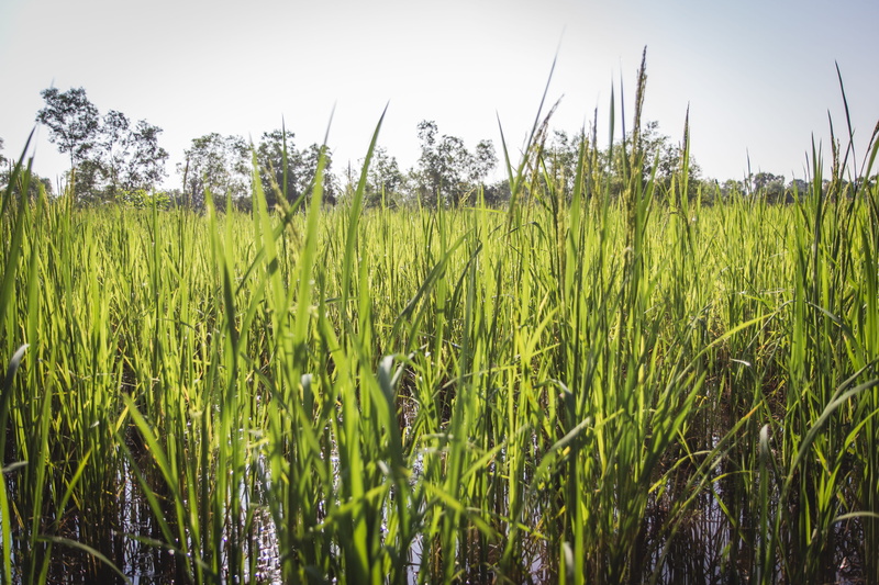 krong siem reap, tranquil scene, field, scenics - nature, no people, landscape, rice field, tranquility, green color, cereal plant, 4K, outdoors, rural scene
