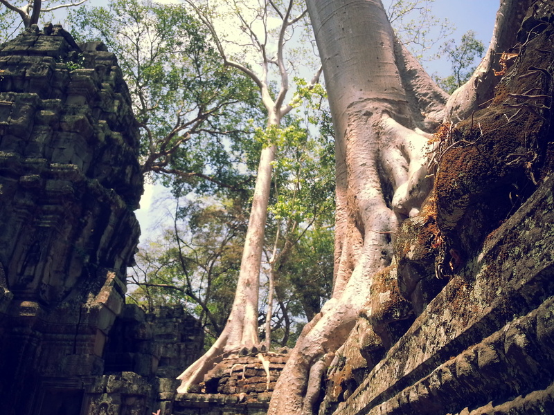 temple, history, angkor wat, the past, built structure, low angle view, growth, trunk, day, 2K, architecture, cambodia, krong siem reap, old, sunlight