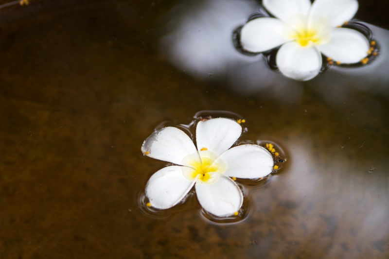 fragility, 5K, nature, water, petal, high angle view, plant, no people, frangipani, cambodia, flower, vulnerability, flower head, meditation, lily, freshness