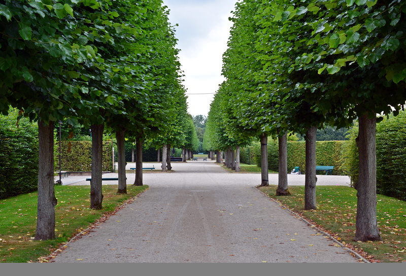 diminishing perspective, hedge, away, vanishing point, gang, empty, plant, the way forward, growth, day, in a row, trees, nature, park, hiking trails, park - man made space