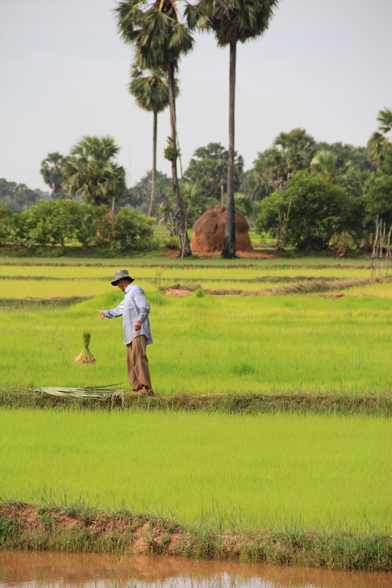 rice, cambodia, casual clothing, tropical climate, local, growth, grass, asia, plant, real people, palm tree, landscape, farmer, green color, nature, outdoors