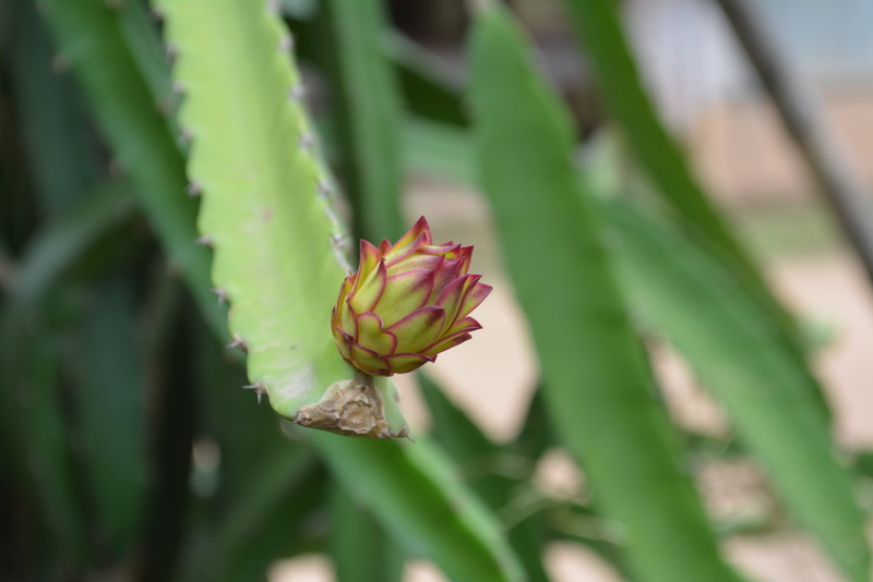 4K, flower head, cambodia dragon fruit, focus on foreground, plant part, beauty in nature, day, no people, green color, khmer fruit, growth, petal, flower