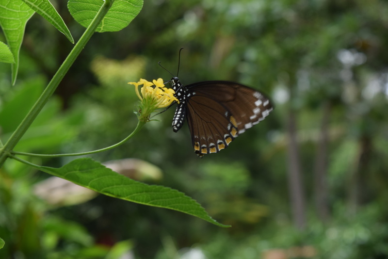 butterfly, growth, invertebrate, leaf, day, animals in the wild, animal, butterfly - insect, 4K, insect, plant, one animal, plant part, animal wing, nature