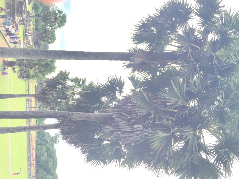 tree, outdoors, tranquility, scenics - nature, built structure, plant, nature, water, cambodia, palm tree, no people, tranquil scene, reflection, palm leaf