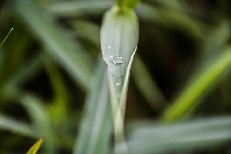 dew, close-up, fresh, water rain, grass, fragrant flowers, eight immortals, 5K, refreshing, growth, green, more information, tree, plant, environment