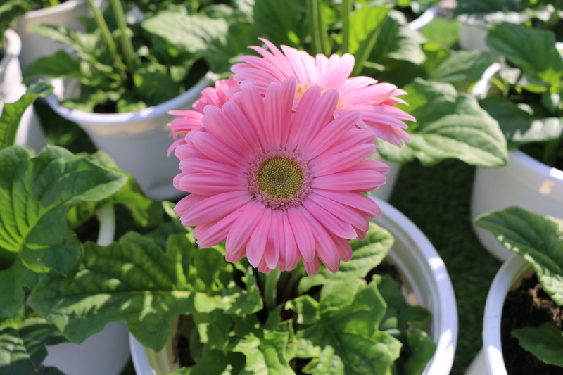 red flower, beauty in nature, pink flower, cambodia, flowering plant, flower, 5K, flower head, plant part, pretty flower, freshness, outdoors, skyland city