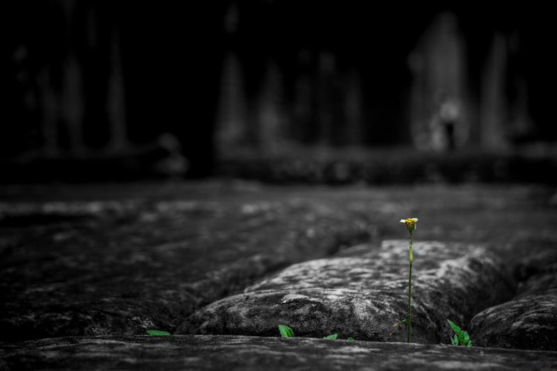rock - object, no people, close-up, tranquility, day, colors, solitude, strong, outdoors, nature, land, architecture, wat, siamreap, selective focus, cambodia