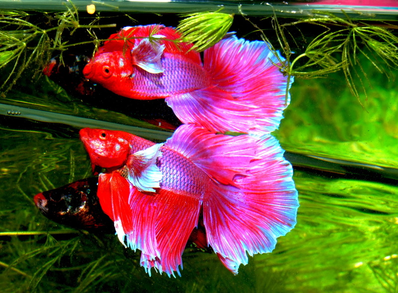 aquarium, vertebrate, siamese fighting fish, animals in the wild, siam fighter, gourami, no people, plant, close-up, underwater, red, one animal, betta splendens