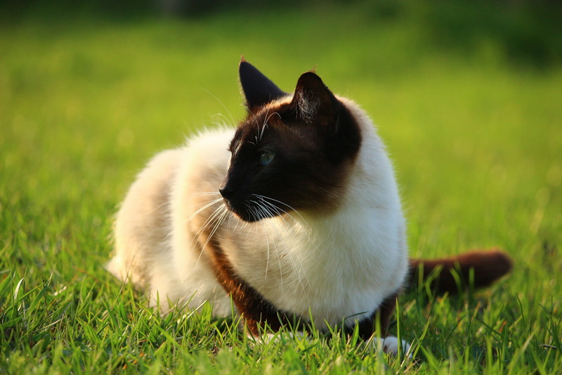 vertebrate, plant, cat, mammal, grass, animal, domestic cat, one animal, siamese, no people, siam, sitting, animal themes, breed cat, nature, feline, kitten