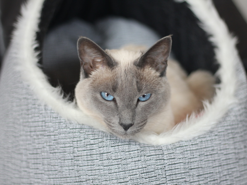 pet, animal eye, domestic animals, looking at camera, siamese cat, animal world, mieze, siam, creature, cat, 4K, basket, kitten, no people, pets, face