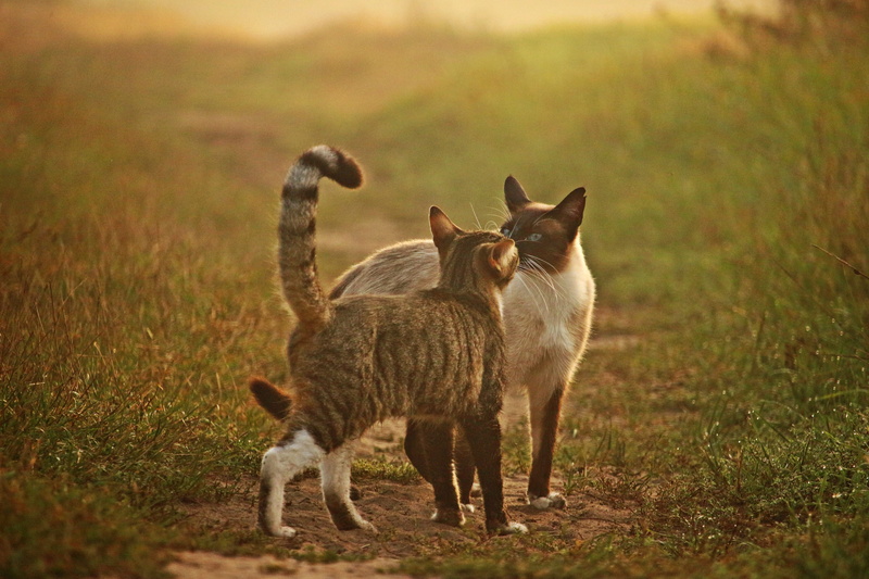 aggression, breed cat, two, two animals, kissing, mackerel, mieze, animals in the wild, fog, kitten, mammal, 5K, domestic, siamese cat, animal wildlife