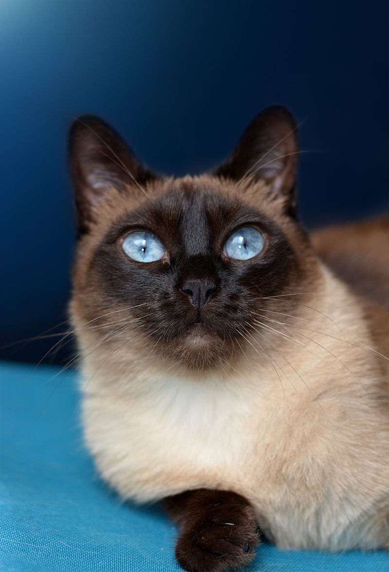 feline, vertebrate, long, cat, looking at camera, relaxation, portrait, one animal, animal themes, domestic animals, blue eye, mammal, no people, 1080P