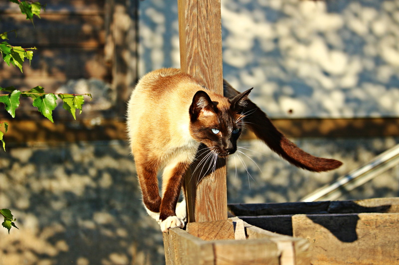 brown, vertebrate, kitten, day, near, animal themes, domestic animals, feline, wood - material, domestic, one animal, domestic cat, siamese, no people