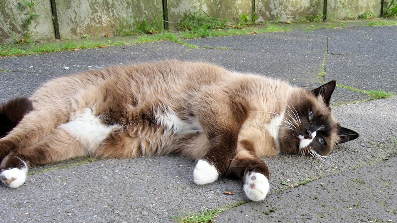 animal themes, lying down, mammal, footpath, cat, animal, relaxation, vertebrate, 1080P, pets, animals, domestic, feline, nature, domestic animals, siam