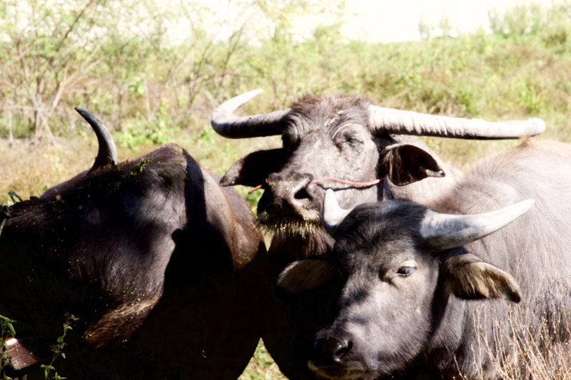 siam, animal, animal themes, vertebrate, livestock, cattle, 5K, outdoors, baffalo, nature, thailand, animal head, domestic, field, looking at camera, animal wildlife