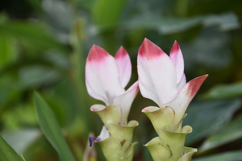 no people, freshness, flowering plant, outdoors, white flower, beauty in nature, day, leaf, siam tulip, 5K, focus on foreground, pink color, tropical flower