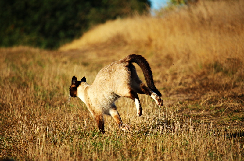 photography, siamese, domestic animals, animal, breed cat, nature, motion, no people, sunlight, animal wildlife, autumn, time, vertebrate, animals in the wild