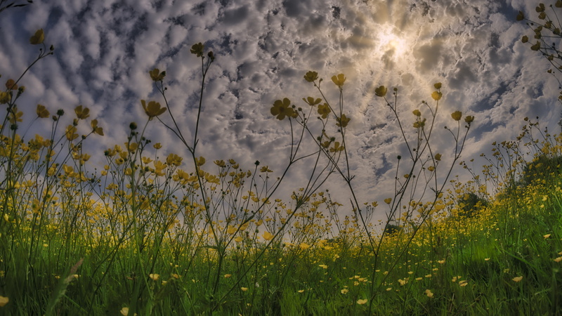 meadow, land, nature, sunshine, flowering plant, growth, buttercup, tranquil scene, day, grass, cloud - sky, yellow, beauty in nature, sky, outdoors, green color