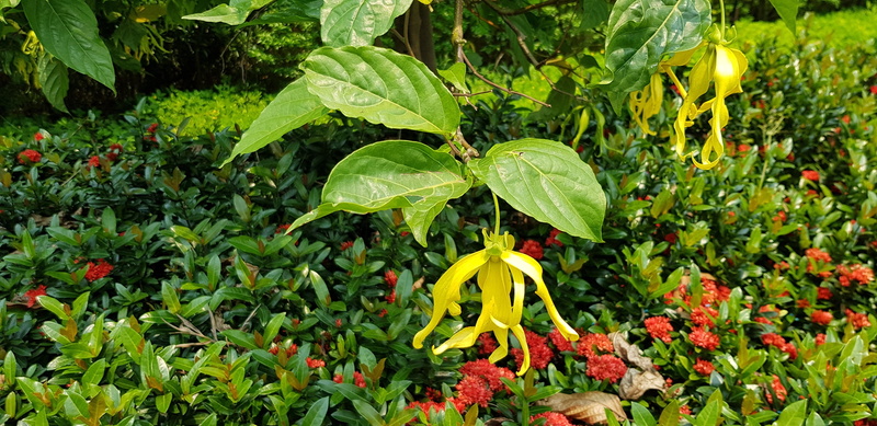 day, freshness, leaf, outdoors, red, beauty in nature, food, garden, plant, flowering plant, close-up, hanging, chinese honeysuckle, growth, small, no people