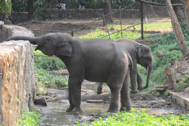 animal, animal themes, yangon, vertebrate, myanmar, herbivorous, standing, 4K, one animal, plant, day, tree, outdoors, mammal, elephant, land, burma, no people