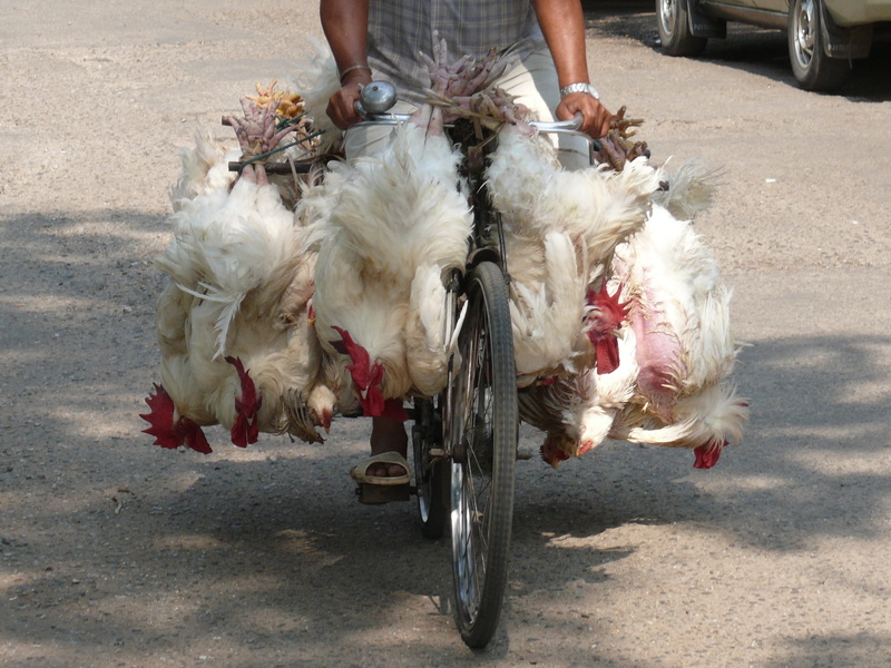 street, canine, mammal, city, day, real people, one animal, one person, transportation, market, low section, domestic, riding, myanmar, pets, land vehicle
