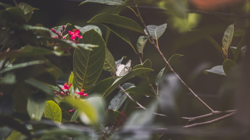 photography, leaf, flower, beauty in nature, colourful, growth, close-up, nature, myanmar (burma), butterfly, yangon, flowers, unsplash, no people, wild