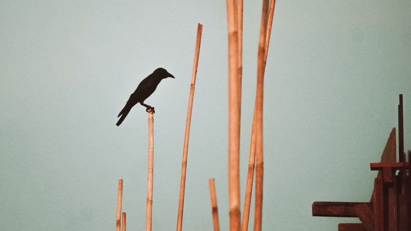focus, yangon, outdoors, alone, full length, one animal, pole, photography, sky, no people, vertebrate, wood - material, music, construction, stick, animals in the wild