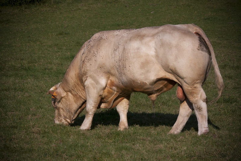 side view, cattle, animal, bull, race, pets, day, no people, race charolaise, domestic, domestic animals, land, livestock, charolais, grass, animal themes