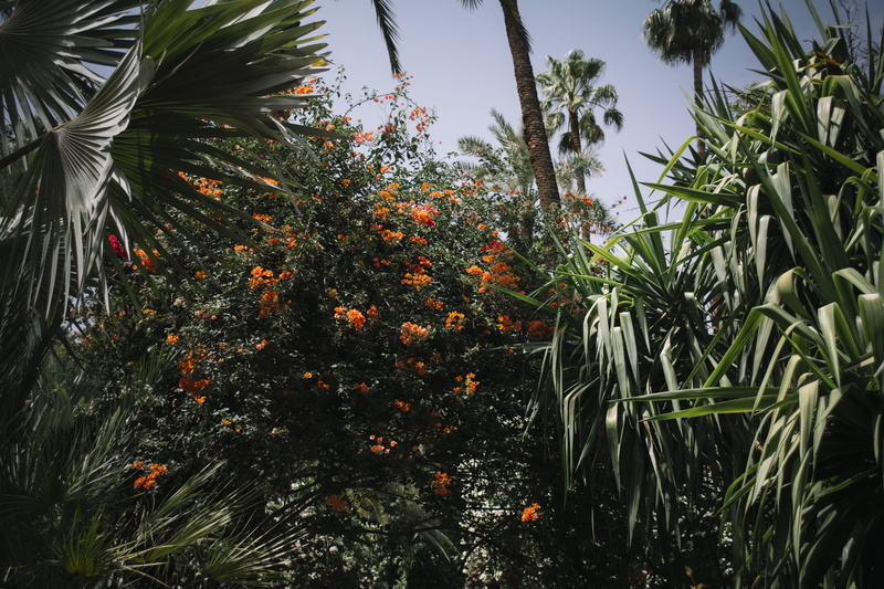 no people, marrakech, plant part, #marrakesh, #sky, #flower, outdoors, fruit, food and drink, low angle view, day, food, #garden, 5K, tropical climate