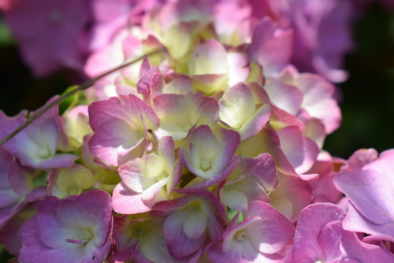 purple, freshness, flowering plant, pink color, lilac, hydrangea, flower head, botany, selective focus, flower, springtime, petal, no people, plant, day