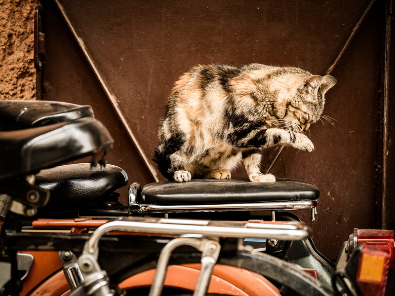 orange, morocco, table, feline, 4K, lick, pets, indoors, no people, yamaha, day, mammal, vertebrate, wall - building feature, whisker, rust, domestic animals