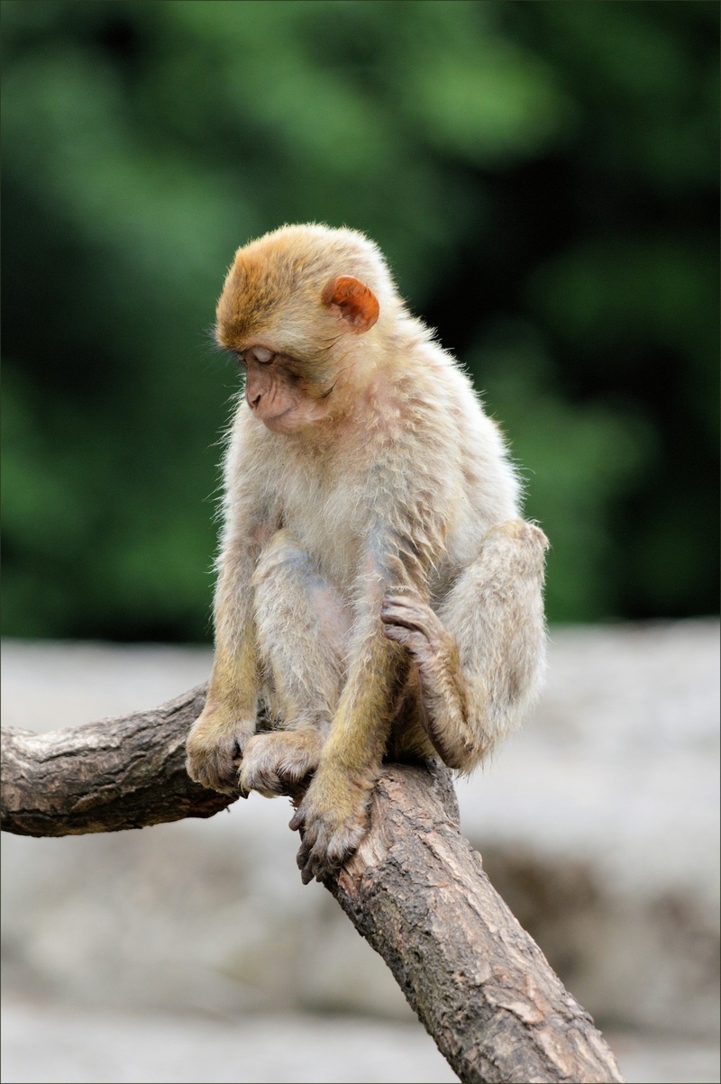 environment, branch, animal wildlife, outdoors, monkey, mammal, focus on foreground, one animal, no people, sitting, cute, vertebrate, looking away, ape