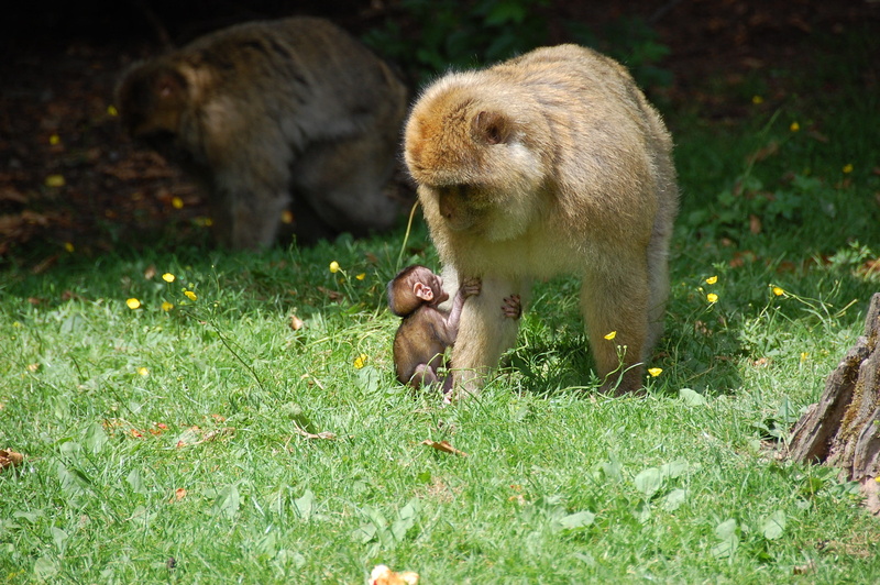 monkey, animal, animal themes, grass, young animal, animals in the wild, 2K, outdoors, monkey baby, land, animal wildlife, group of animals, young, monkey mama