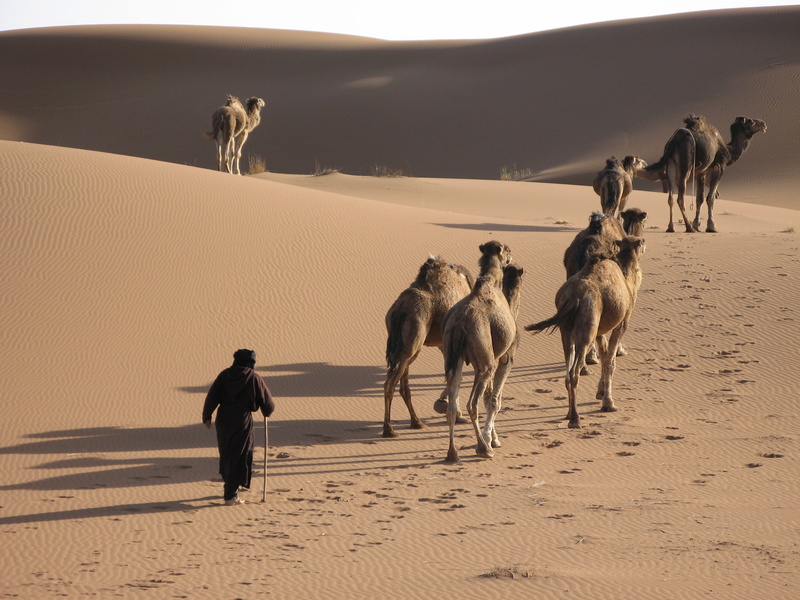 arid climate, land, outdoors, one person, mammal, walking, 2K, men, trekking, nature, group of animals, berber, domestic animals, landscape, campaign