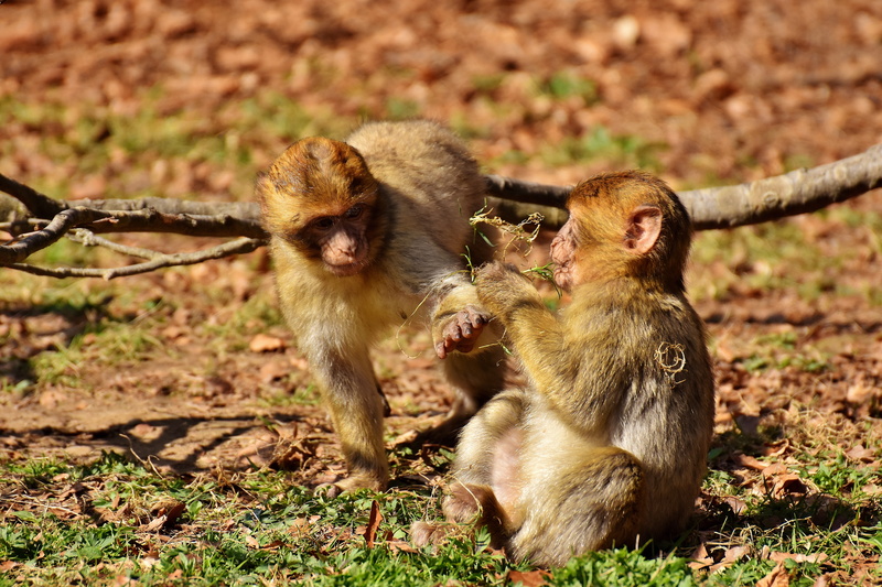 play, field, animal wildlife, animal family, land, sunlight, two animals, outdoors, zoo, vertebrate, animal themes, no people, animals in the wild, berber monkeys