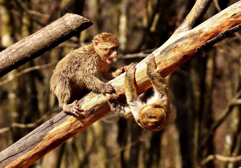 baboon, wood - material, vertebrate, cute, berber monkeys, animal themes, focus on foreground, day, animal, zoo, monkeys, mammal, 2K, animals in the wild