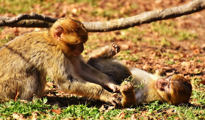 outdoors, grass, animal, zoo, no people, two animals, sunlight, 5K, care, primate, land, vertebrate, animal wildlife, young animal, endangered species