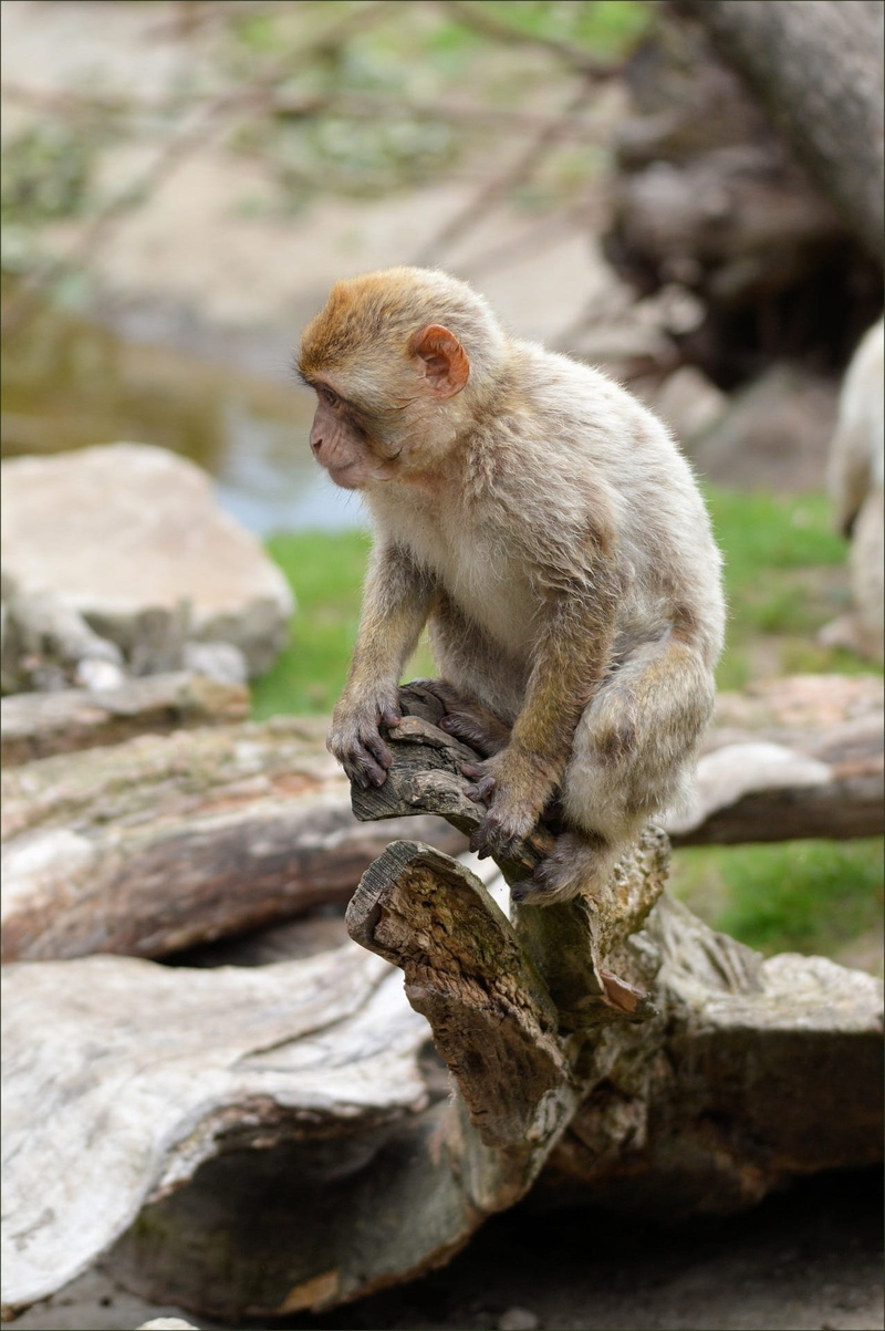 Animal, day, rock - object, rock, animal wildlife, full length, sitting, focus on foreground, Wildlife, one animal, wilderness, vertebrate, Monkey, environment
