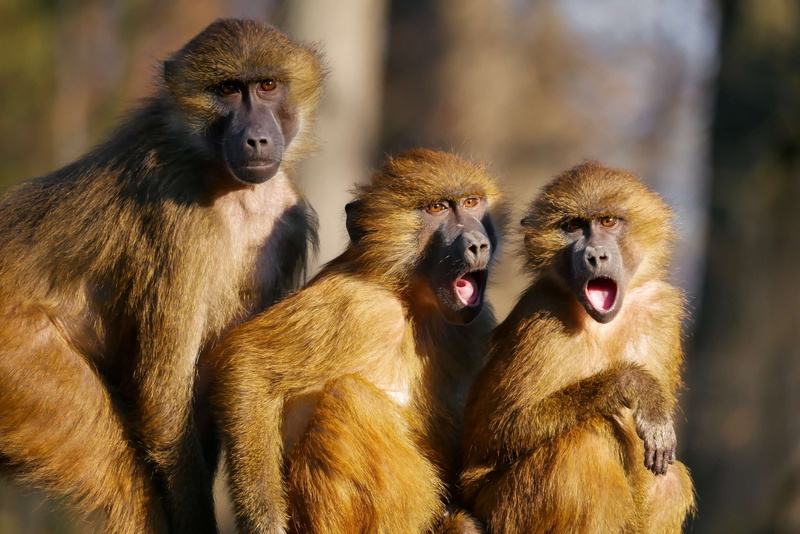 animal themes, cohesion, mammal, berber monkeys, animal wildlife, ape, no people, joy, young animal, scream, excitement, group of animals, cry, animals