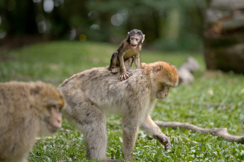 outdoors, baby, monkey, togetherness, focus on foreground, care, young, land, mother, animal family, riding, monkey mountain, animals, animal themes, salem