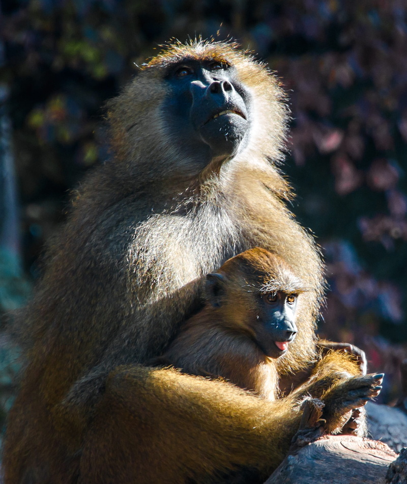 focus on foreground, vertebrate, primate, no people, care, cute, face, day, Ape, 1080P, sitting, Berber, animal wildlife, baboon, watch, close, mother and child