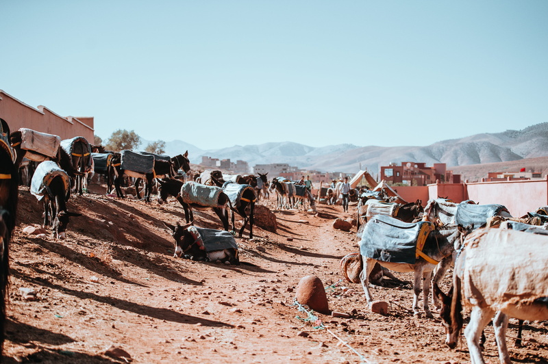 pets, mammal, mountain, 4K, dirt, animal, sky, crowd, soil, day, large group of people, group of animals, morocco, market, horse, sand, mud, landscape