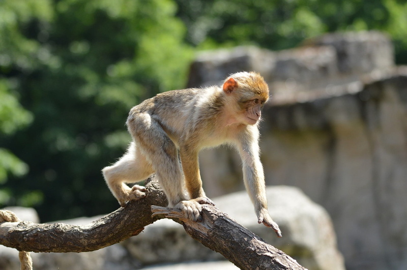 tree, day, wild, mammal, nature, Berber, Monkey, animal wildlife, wilderness, focus on foreground, one animal, animal themes, outdoors, 1080P, full length