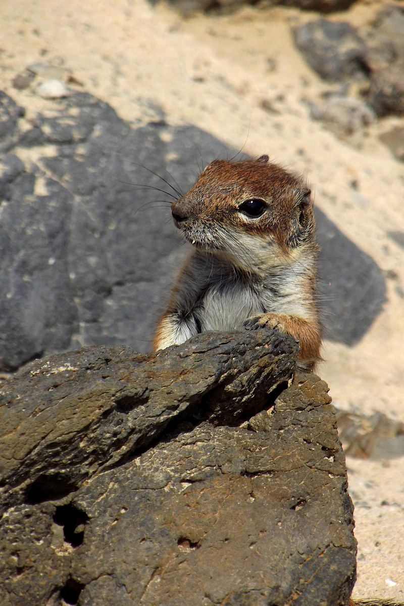 chipmunk, canary islands, squirrel, coast, animal, nager, dry, island, animal themes, sea, stone biter, atlantic, sunlight, mammal, canary, wild, atlantoxerus getulus
