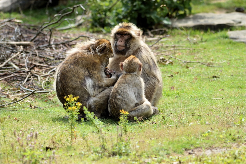 primate, Monkey, animal wildlife, outdoors, vertebrate, animal family, species, wild, young animal, no people, plant, animals in the wild, two animals