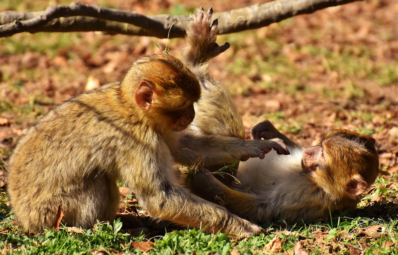 land, 4K, group of animals, wild animal, mammal, care, vertebrate, animals in the wild, monkey mountain salem, togetherness, animal, animal wildlife, field