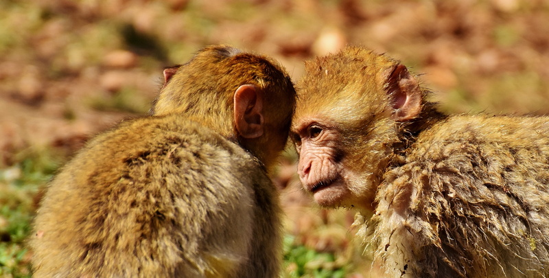 no people, togetherness, animal, focus on foreground, endangered species, day, monkey mountain salem, two animals, mammal, wild animal, 2K, love, cute