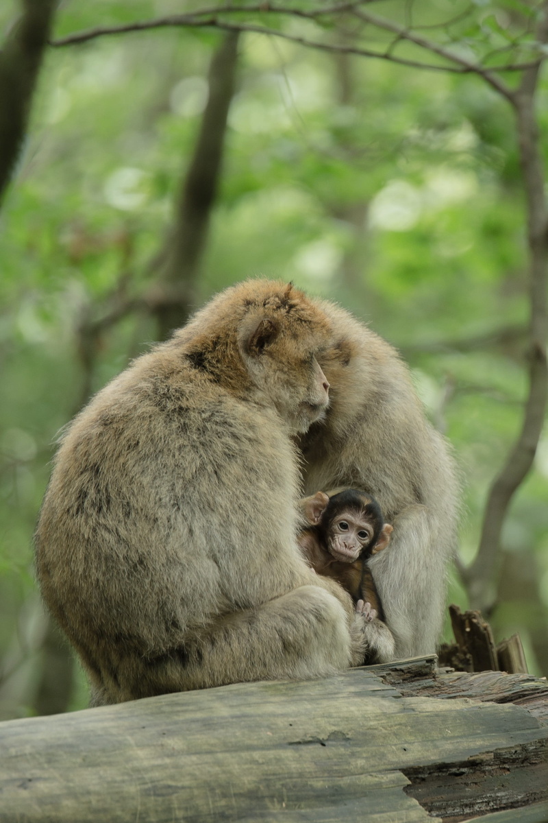 Ape, sitting, togetherness, tree, 2K, forest, animal family, outdoors, vertebrate, animal, animal portrait, mammal, primate, focus on foreground, day