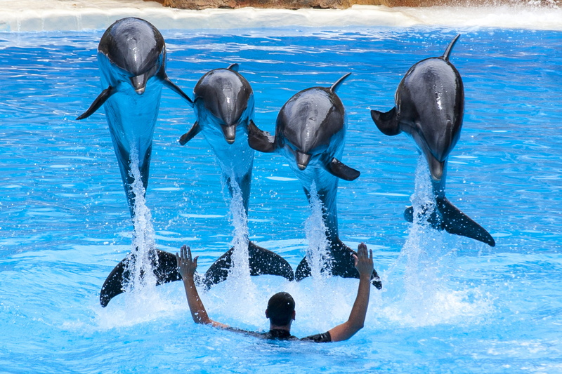animals in the wild, group of animals, 4K, people, dolphin show, Canary Islands, vertebrate, underwater, sea, swimming pool, pool, rear view, water, motion