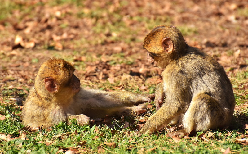 outdoors, animal wildlife, nature, animal themes, vertebrate, play, wild animal, 5K, animal, animal family, mammal, togetherness, day, berber monkeys